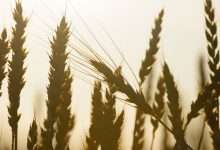 Фото - В России выразили опасение из-за возможного переизбытка зерна и пшеницы