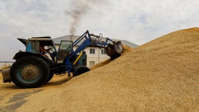 Фото - Глава ИКАР: Россия готова экспортировать более трети своего урожая зерна