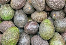 Фото - Венесуэла начала поставлять в Россию авокадо